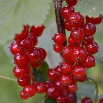 smorodina_krasnaya_rolan