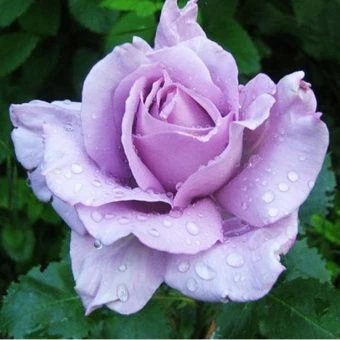 c491b93e7ce9458532fac15a538490c9-1000x1000