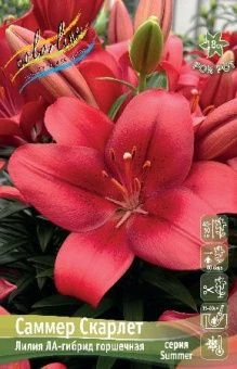 Lilium Summer Scarlet