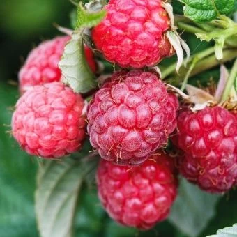 00025178_Малина ремонтантная Пингвин (ПОИСК)