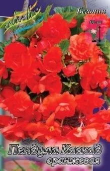 00036184_Бегония Каскад пендула Оранжевая 5шт (Кол