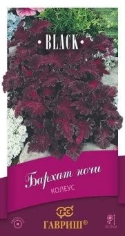 00011620_Колеус Бархат ночи (Гавриш)