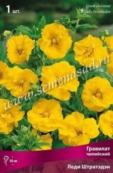 00037878_Гравилат чилийский Леди Штратэдэн (ПОИСК)