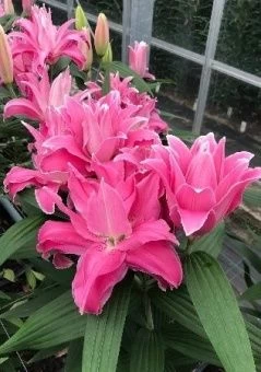 00042164_Лилия Трентино 14_16 2шт (КолорЛайн)