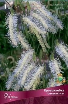 krovohlebka_tonkolist_kaper