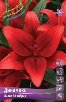 Lilium Dynamix