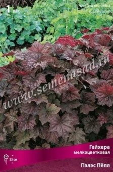 00037876_Гейхера (Хеухера) мелкоцветковая Пэлэс Пё