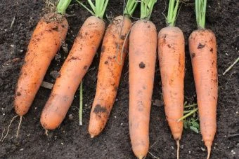 Морковь Сахарный Гигант (УД) 2