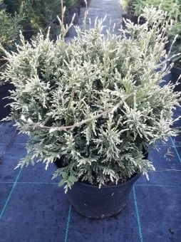 Chamaecyparis pisifera White Beauty