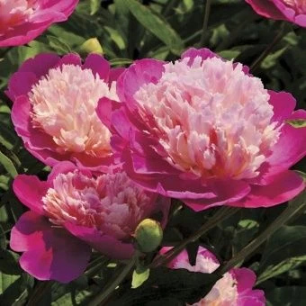 00038058_Пион Гей Пари травянистый (ПОИСК)