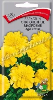 00041045_Бархатцы Аура жёлтая отклоненные махровые