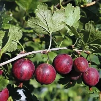 00044104_Крыжовник Колобок (ПОИСК)