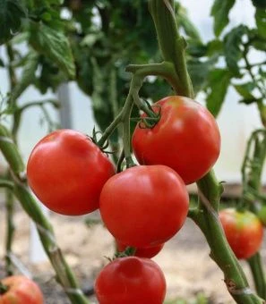 Томат Канары 0.08г (Агрос) 1