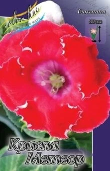 00036213_Глоксиния  Криспа Метеор 2шт (КолорЛайн)