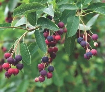 00044092_Ирга канадская (ПОИСК)