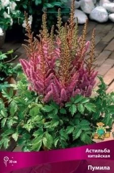 astilba_china_pumila_kaper