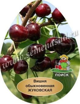 00038358_Вишня Жуковская (ПОИСК)