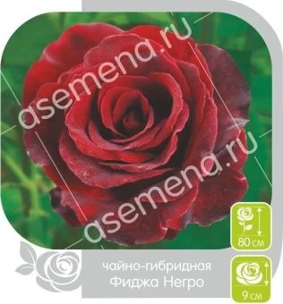 00018840_Роза Фиджа Негро чайно-гибридная в коробк
