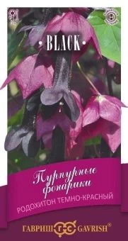 Родохитон Пурпурные фонарики 4шт серия Блэк (Гавриш)