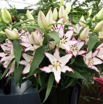 Лилия Зе Эдж 5шт (КолорЛайн)