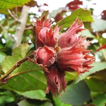 adcts3jf0lnrsoam1czzh1nnkza43evm