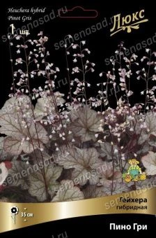 geihera_gibrid_pini_gri_kaper