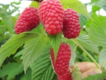 00044135_Малина ремонтантная Самородок (ПОИСК)