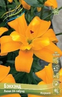 Lilium Backhand