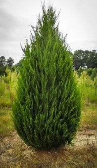 Juniperus chinensis Spartan