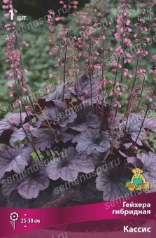 geihera_gibrid_kasis_kaper