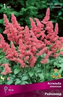 astilba_japan_reinlend_kaper