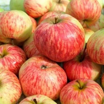 00038360_Яблоня Коричное полосатое (ПОИСК)