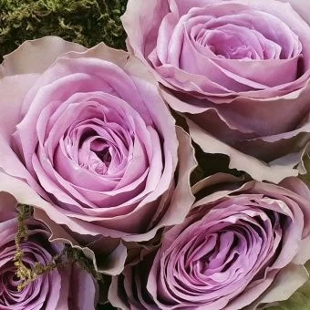 87428528_16915794851