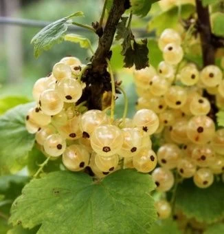 00044150_Смородина белая Кремовая (ПОИСК)