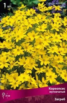 koreopsis_mutovchaty_zagreb_kaper