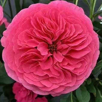 3b56798b9532a6cae5cf2da4e8e03694