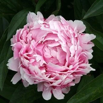 00038064_Пион Леди Александра Дафф травянистый (ПО