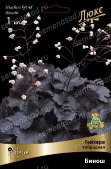 geihera_gibrid_binosh_kaper