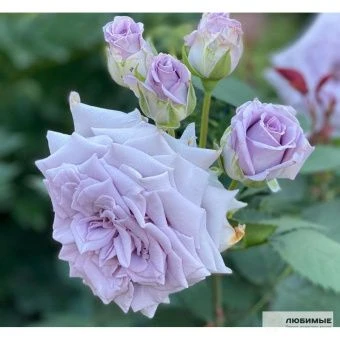 Roza-Chateau-Myrtille-SHato-Mertiyu_2-1000x1000-product_popup