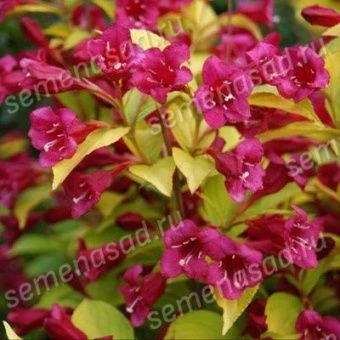 veigela_gibrid_olympiada