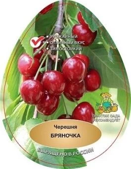 chereshnya_bryanochka