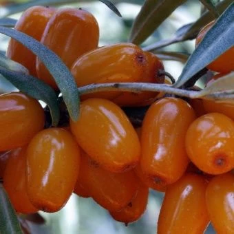 9da22c3e9655d1fd411e9a1006d3c29c