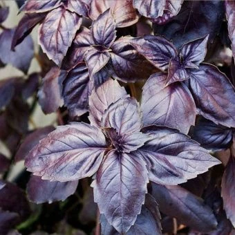 00010230_Базилик Фиолетовый (Гавриш) МЕТАЛЛ 1_800