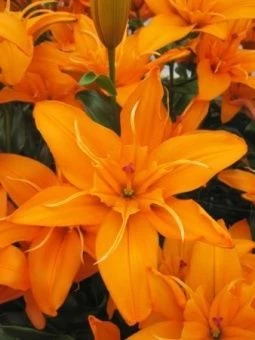 00035964_Лилия Регентс Парк АГ 3шт (КолорЛайн)