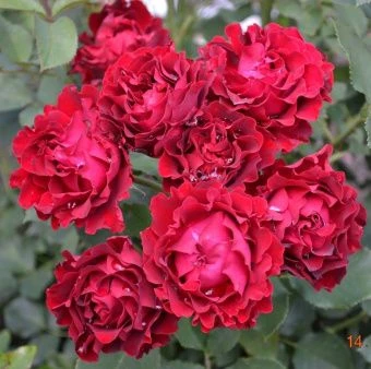 омаж_а_барбара.5