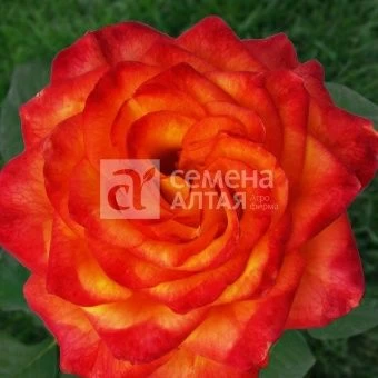 00037447_Роза Хай Меджик чайно-гибридная в коробке