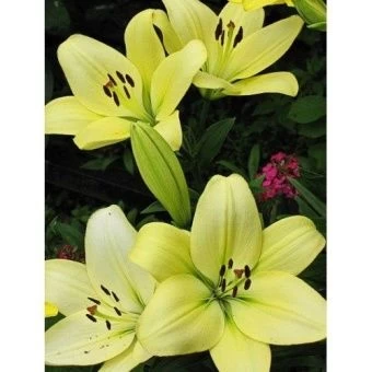 00038786_Лилия Геррит Залм 7шт (КолорЛайн)