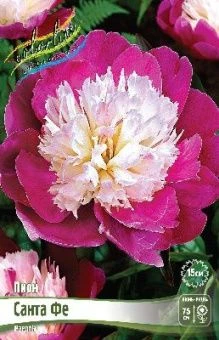 Paeonia Santa Fe
