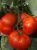 Томат Дебют F1 5шт (Агрос) 1 Томат Дебют F1 5шт (Агрос) 1