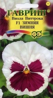 00007703_Виола Зимняя Вишня (Гавриш) 11000